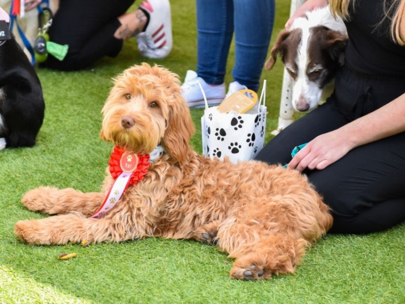 Marshall's Yard 'Barket' Dog Market 17th May